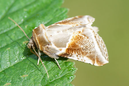 Vuursteenvlinder (Habrosyne pyritoides). Familie eenstaartjes (Drepanidae). 