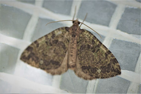 Variabele spanner (Hydriomena furcata) Tribus Hydriomenini. Onderfamilie Larentiinae. Familie spanners (Geometridae)