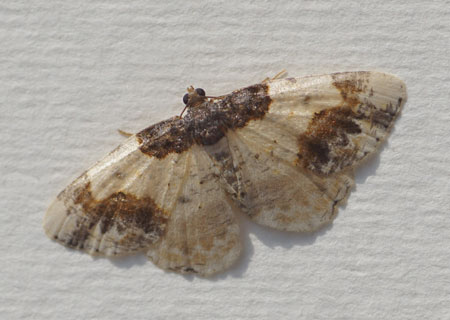 Aangebrande spanner (Ligdia adustata). Tribus Abraxini. Onderfamilie Ennominae. Familie spanners (Geometridae).