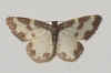 Gerande spanner (Lomaspilis marginata). Tribus (Cassymini). Onderfamilie Ennominae. Familie spanners (Geometridae).