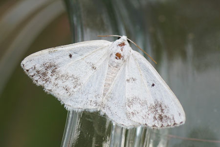 Witte schaduwspanner (Lomographa temerata). Tribus Boarmiini. Onderfamilie Ennominae. Familie spanners (Geometridae).