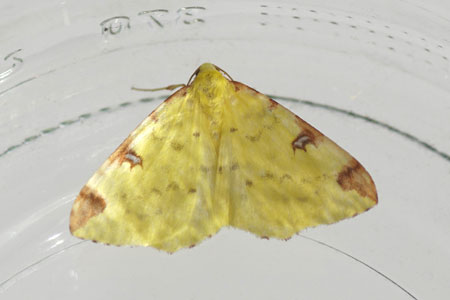 Hagedoornvlinder (Opisthograptis luteolata). Tribus Ourapterygini. Onderfamilie Ennominae. Familie spanners (Geometridae).