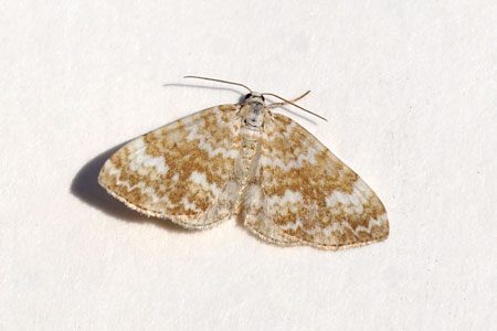 Silenespanner (Perizoma flavofasciata). Tribus Perizomini. Onderfamilie Larentiinae. Familie spanners (Geometridae).