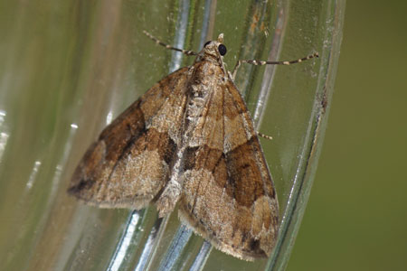 Naaldboomspanner (Thera obeliscata). Tribus Cidariini. Onderfamilie Larentiinae. Familie spanners (Geometridae).