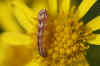 Egale dwergspanner (Eupithecia absinthiata). Tribe Eupitheciini. rups Onderfamilie Larentiinae. Familie spanners (Geometridae).   