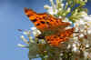 Gehakkelde Aurelia (Polygonia c-album) Familie Nymphalidae.