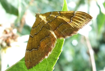 Gestreepte Goudspanner (Camptogramma bilineata) Familie spanners (Geometridae)