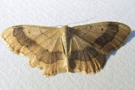 Grijze stipspanner (Idaea aversata) Familie spanners (Geometridae)