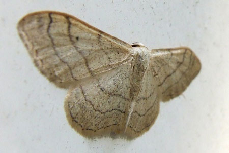 Grijze stipspanner (Idaea aversata,  remutata) Familie spanners (Geometridae)