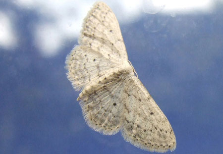 Paardenbloemspanner (Idaea seriata) Familie spanners (Geometridae)