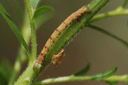 Witte grijsbandspanner (Cabera pusaria) Familie spanners (Geometridae)  