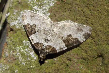 Bandspanner - Zwartbandspanner (Xanthorhoe fluctuata). Familie spanners (Geometridae)