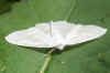 Appeltak, Groen- en witbandvlinder, Groen- en witbandspanner (Campaea margaritata). Familie spanners (Geometridae).