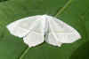 Appeltak, Groen- en witbandvlinder, Groen- en witbandspanner (Campaea margaritata). Familie spanners (Geometridae).