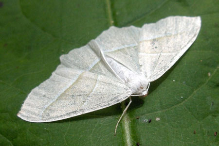 Appeltak, Groen- en witbandvlinder, Groen- en witbandspanner (Campaea margaritata). Familie spanners (Geometridae).