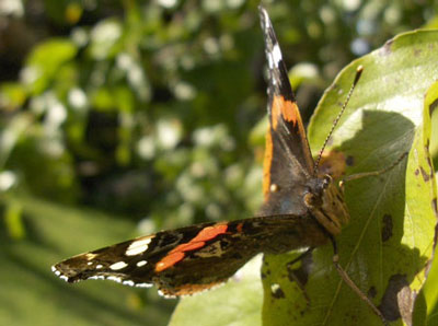 Atalanta, Red Admiral (Vanessa atalanta). Nymphalidae.