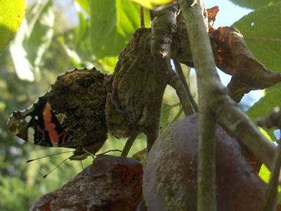 Atalanta, Red Admiral (Vanessa atalanta). Nymphalidae.