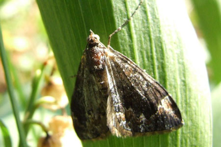 Schimmelspanner (Dysstroma truncata) vroeger Chloroclysta truncata Familie spanners (Geometridae)