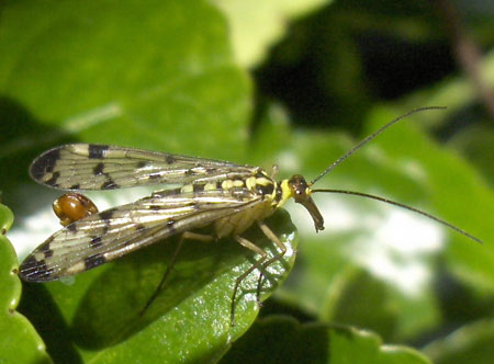 Scorpion fly, Panorpa germanica. Male. Family scorpion flies (Panorpidae).