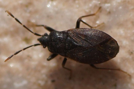 Drymus brunneus. Family: Seed Bugs or Ground Bugs (Lygaeidae).