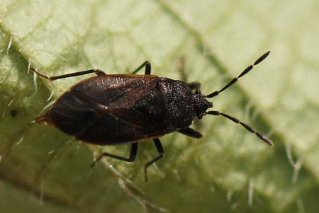 Drymus ryeii. Family: Seed Bugs or Ground Bugs (Lygaeidae)