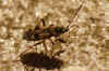 Beosus maritimus. Family Seed Bugs or Ground Bugs (Lygaeidae).