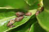 Birch Catkin Bug (Kleidocerys resedae). Nymphs. Family Seed Bugs or Ground Bugs (Lygaeidae).