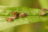 Birch Catkin Bug (Kleidocerys resedae). Family Seed Bugs or Ground Bugs (Lygaeidae).