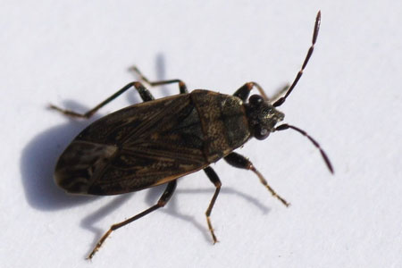 Peritrechus nubilus. Family Seed Bugs or Ground Bugs (Lygaeidae).