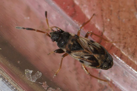 Scolopostethus affinis. Subfamily Rhyparochrominae. Family Seed Bugs or Ground Bugs (Lygaeidae).