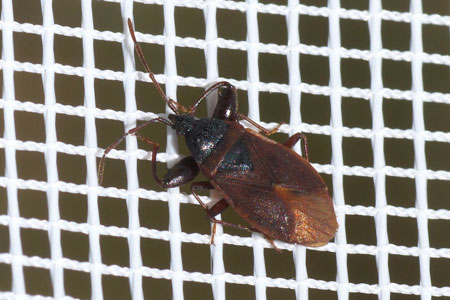 Pine Cone Bug (Gastrodes grossipes). Subfamily Rhyparochrominae. Family Seed Bugs or Ground Bugs (Lygaeidae).