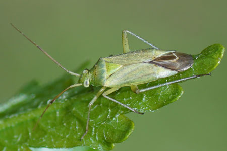 Closterotomus norwegicus - Aardappelprachtblindwants.  Tribus Mirini. Onderfamilie Mirinae. Familie Miridae, Blindwantsen. 