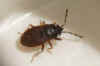 Drymus pumilio. male. Tribe Drymini. Subfamily Rhyparochrominae. Family Seed Bugs or Ground Bugs (Lygaeidae).