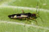 Four-spotted oak bug (Dryophilocoris flavoquadrimaculatus).  Tribe Orthotylini. Subfamily Orthotylinae. Family Plant Bugs (Miridae). 