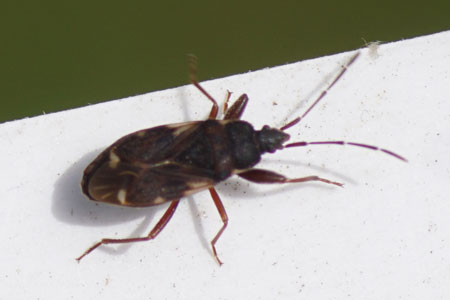 Eremocoris podagricus. Tribe Drymini. Subfamily Rhyparochrominae. Family Seed Bugs or Ground Bugs (Lygaeidae). 