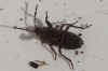 Megalonotus chiragra. Tribe Megalonotini. Subfamily Rhyparochrominae. Family Seed Bugs or Ground Bugs (Lygaeidae.