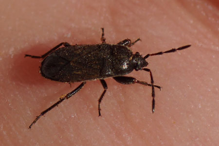 Megalonotus chiragra. Tribe Megalonotini. Subfamily Rhyparochrominae. Family Seed Bugs or Ground Bugs (Lygaeidae.