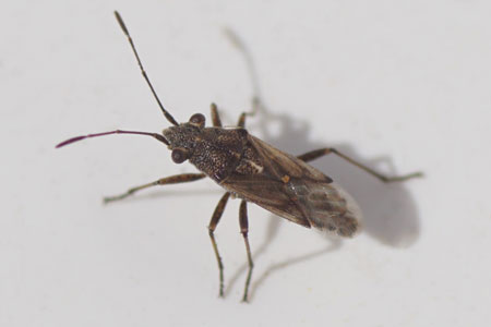 Nysius helveticus. Subfamily Orsillinae. Family Seed Bugs or Ground Bugs (Lygaeidae).