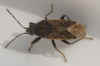 Peritrechus nubilus. Tribe Rhyparochromini. Subfamily Rhyparochrominae. Family Seed Bugs or Ground Bugs (Lygaeidae). 