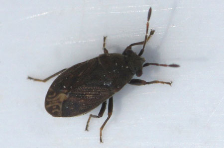 Stygnocoris fuligineus. Tribe Drymini. Subfamily Rhyparochrominae. Family Seed Bugs or Ground Bugs (Lygaeidae).