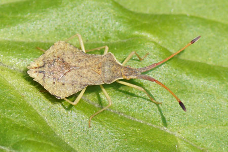 Ruitrandwants (Syromastus rhombeus). Familie Coreidae, randwantsen.