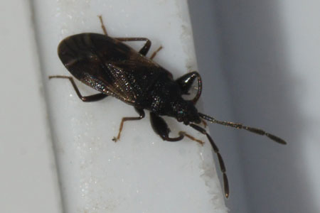 Taphropeltus contractus.  Tribe Drymini. Subfamily Rhyparochrominae. Family Seed Bugs or Ground Bugs (Lygaeidae).