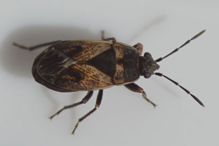 Trapezonotus arenarius. Tribe Gonianotini. Subfamily Rhyparochrominae. Family Seed Bugs or Ground Bugs (Lygaeidae).