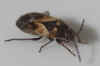 Trapezonotus arenarius. Tribe Gonianotini. Subfamily Rhyparochrominae. Family Seed Bugs or Ground Bugs (Lygaeidae).