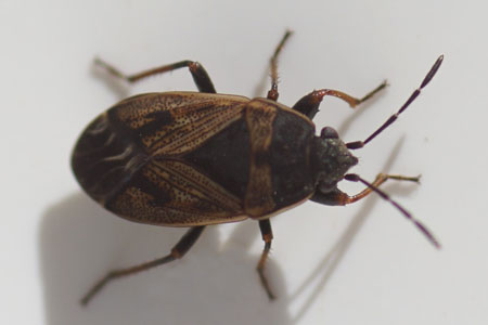 Trapezonotus dispar. Tribe Gonianotini. Subfamily Rhyparochrominae. Family Seed Bugs or Ground Bugs (Lygaeidae),