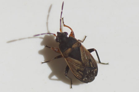  Male: Trapezonotus spec. Tribe Gonianotini. Subfamily Rhyparochrominae. Family Seed Bugs or Ground Bugs (Lygaeidae).