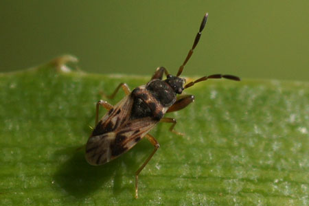 Maybe!!!!!  Scolopostethus affinis. Subfamily Rhyparochrominae. Family Seed Bugs or Ground Bugs (Lygaeidae).