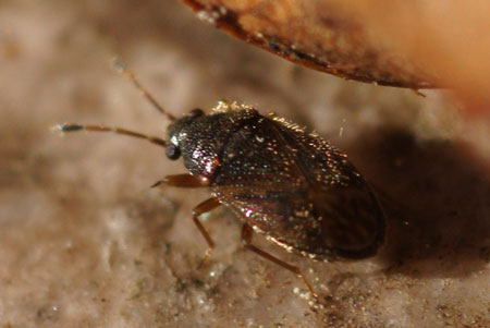 Stygnocoris sabulosus