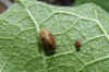 Birch Catkin Bug (Kleidocerys resedae). nymph Family: Seed Bugs or Ground Bugs (Lygaeidae).