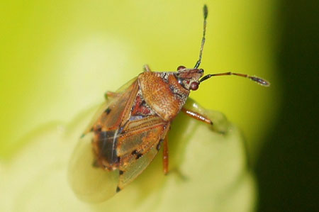 Birch Catkin Bug (Kleidocerys resedae). Family: Seed Bugs or Ground Bugs (Lygaeidae).